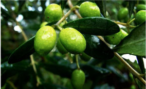 Screen Shot 2014-01-19 at 8.40.15 AM