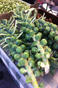 brussels sprouts stalk