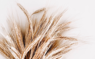 Is Wheat Flour Healthy? (6 reasons to avoid wheat flour)