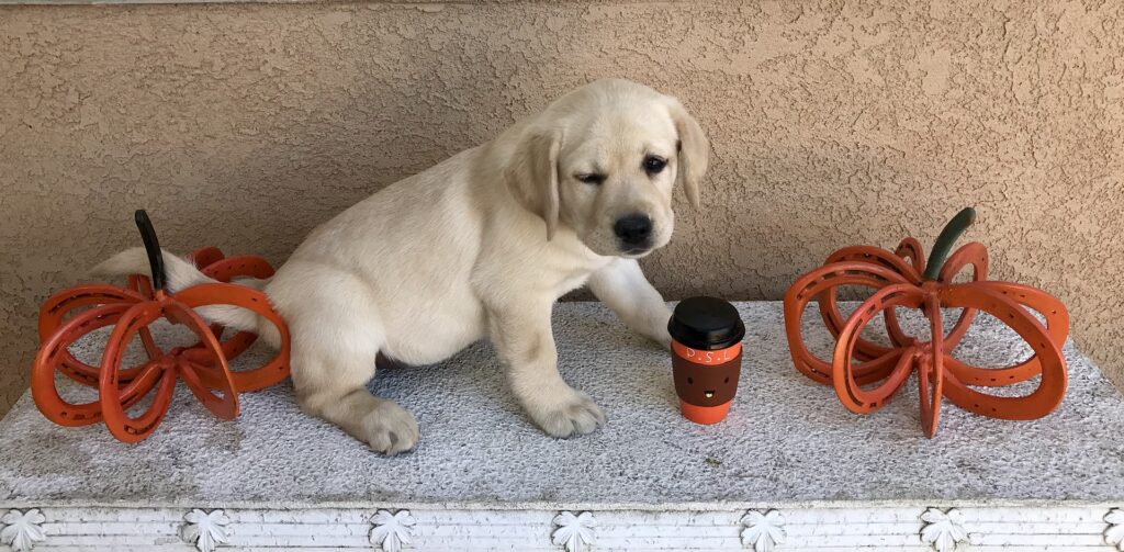 Starbucks the Healthy Way: 4 Starbucks Healthy Hacks, 12 Healthier Starbucks Drinks, and 6 Make-at-Home Starbucks Dupes!