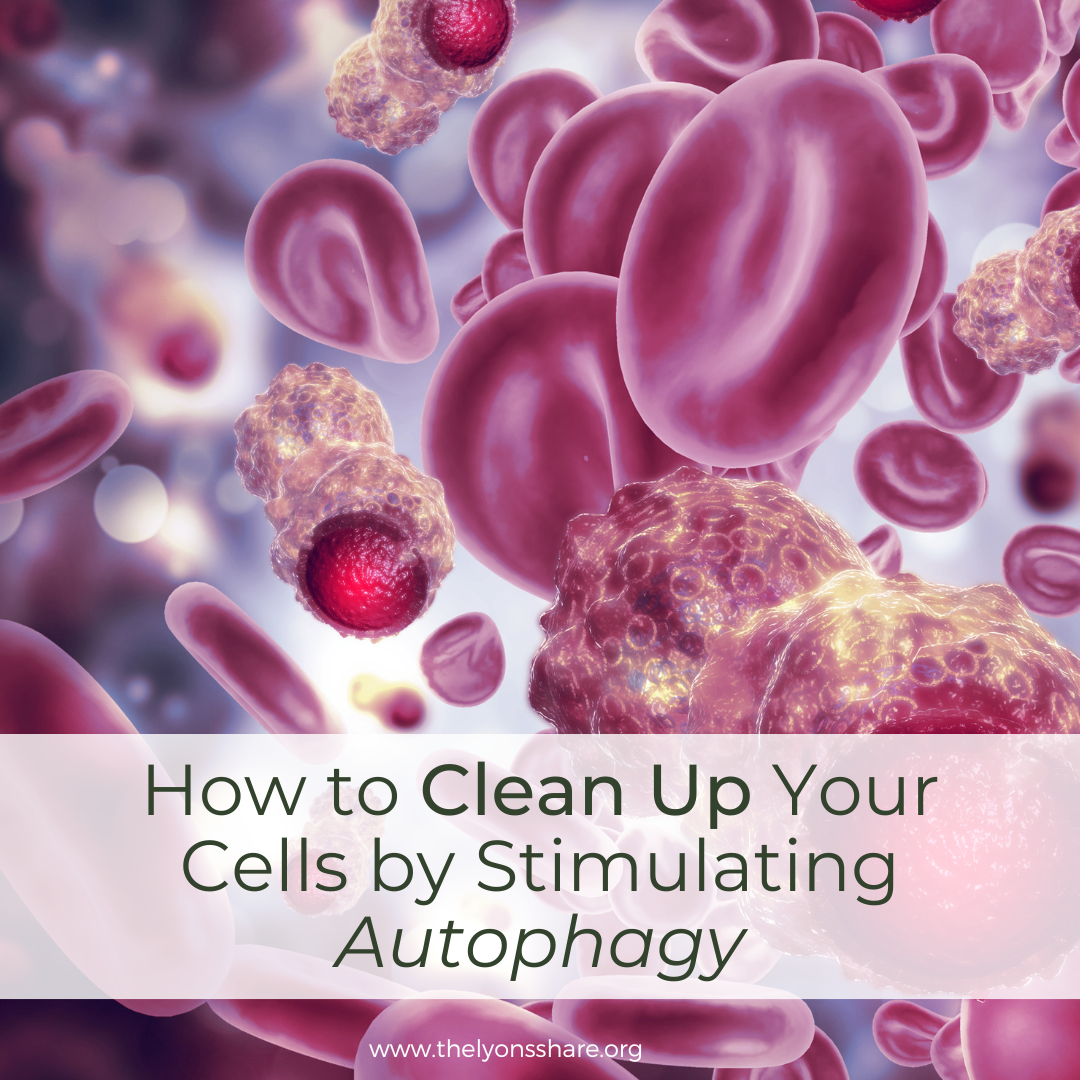 How to Clean Up Your Cells by Stimulating Autophagy How to Clean Up Your Cells by Stimulating Autophagy