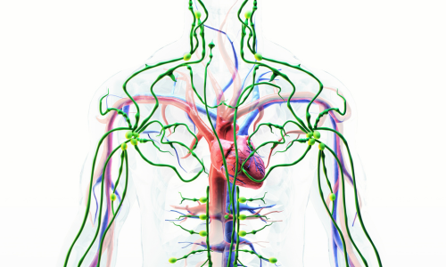 Optimizing Your Lymphatic System: The Overlooked Key to Detox, Immunity, and Energy